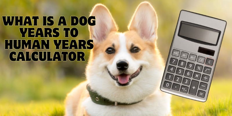 What is a Dog Years to Human Years Calculator