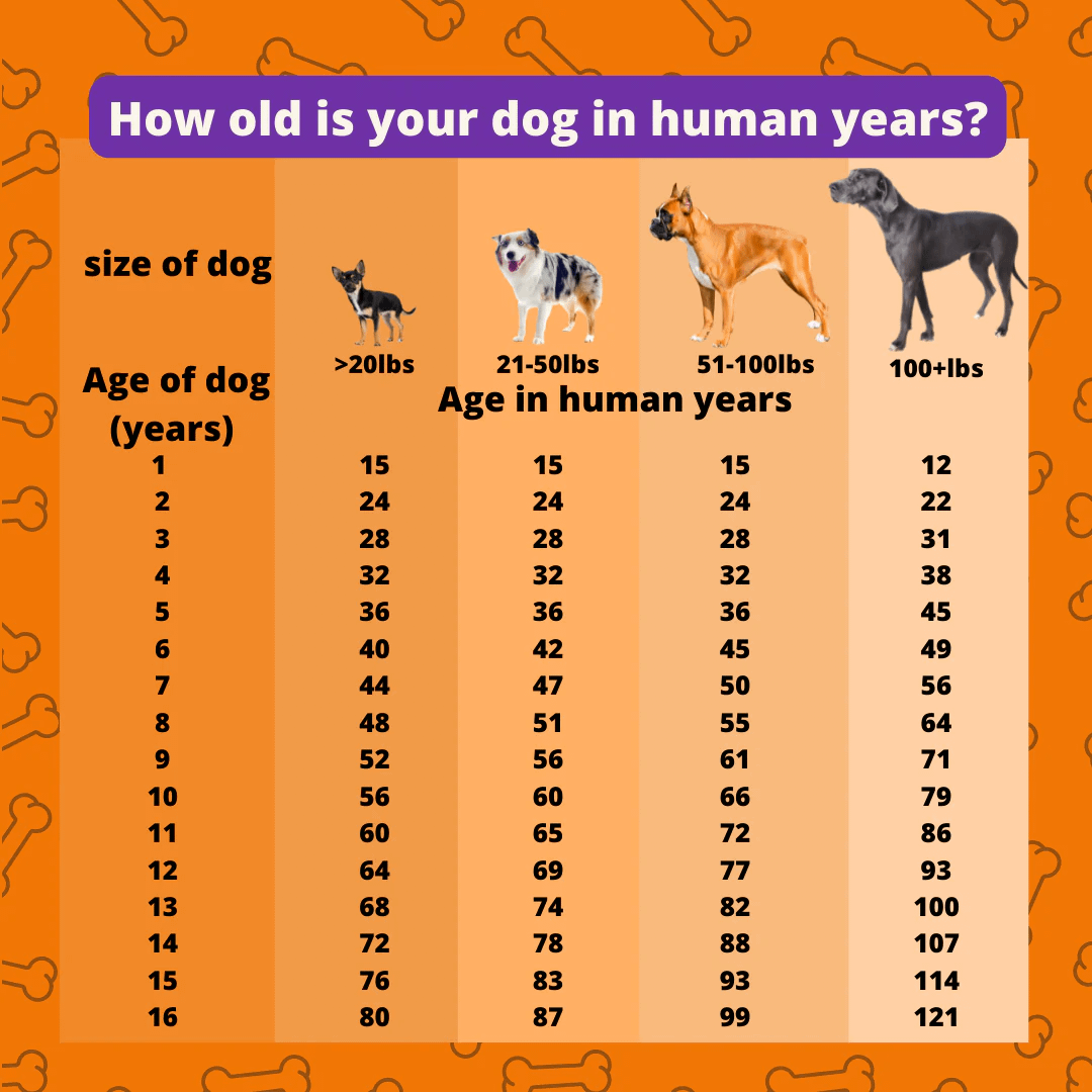 chart with different dogs and how old is your dog in human years