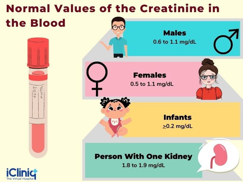 infographic with normal values of the creatinine in the blood